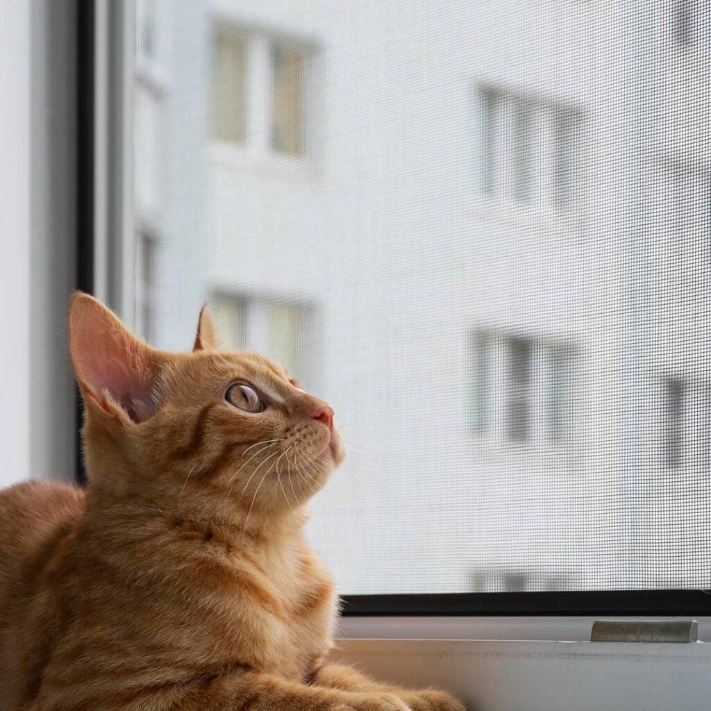 Gato mirando mosquitera en ventana